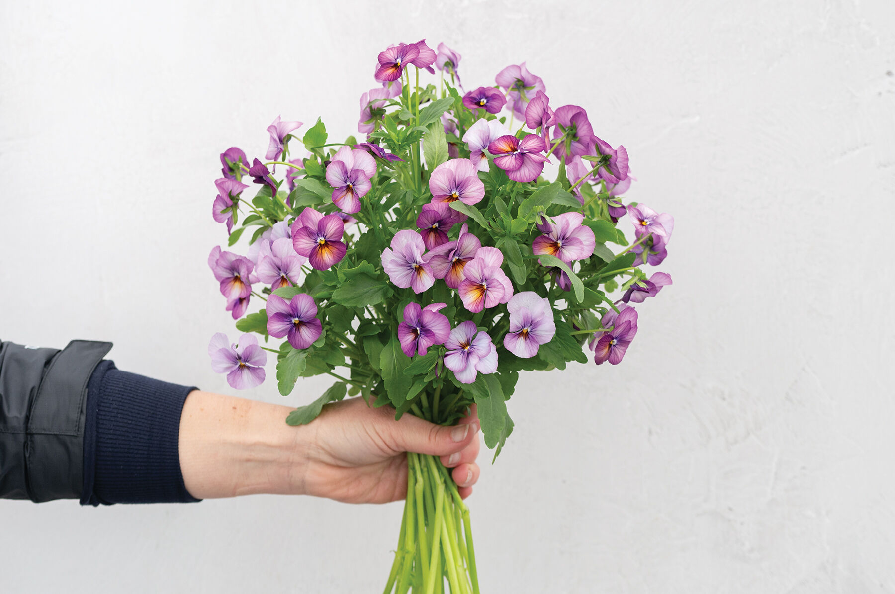 Floral Power Plum Antique - Viola (Pansy) Seed | Johnny's Selected