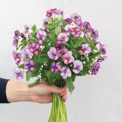 Floral Power Plum Antique Viola (Pansy)