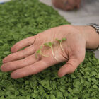Basil, Italian Large Leaf Microgreen Herbs