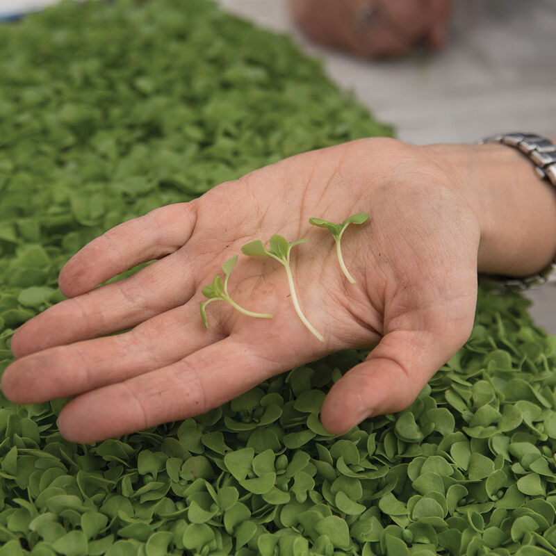 Basil, Italian Large Leaf Microgreen Herbs