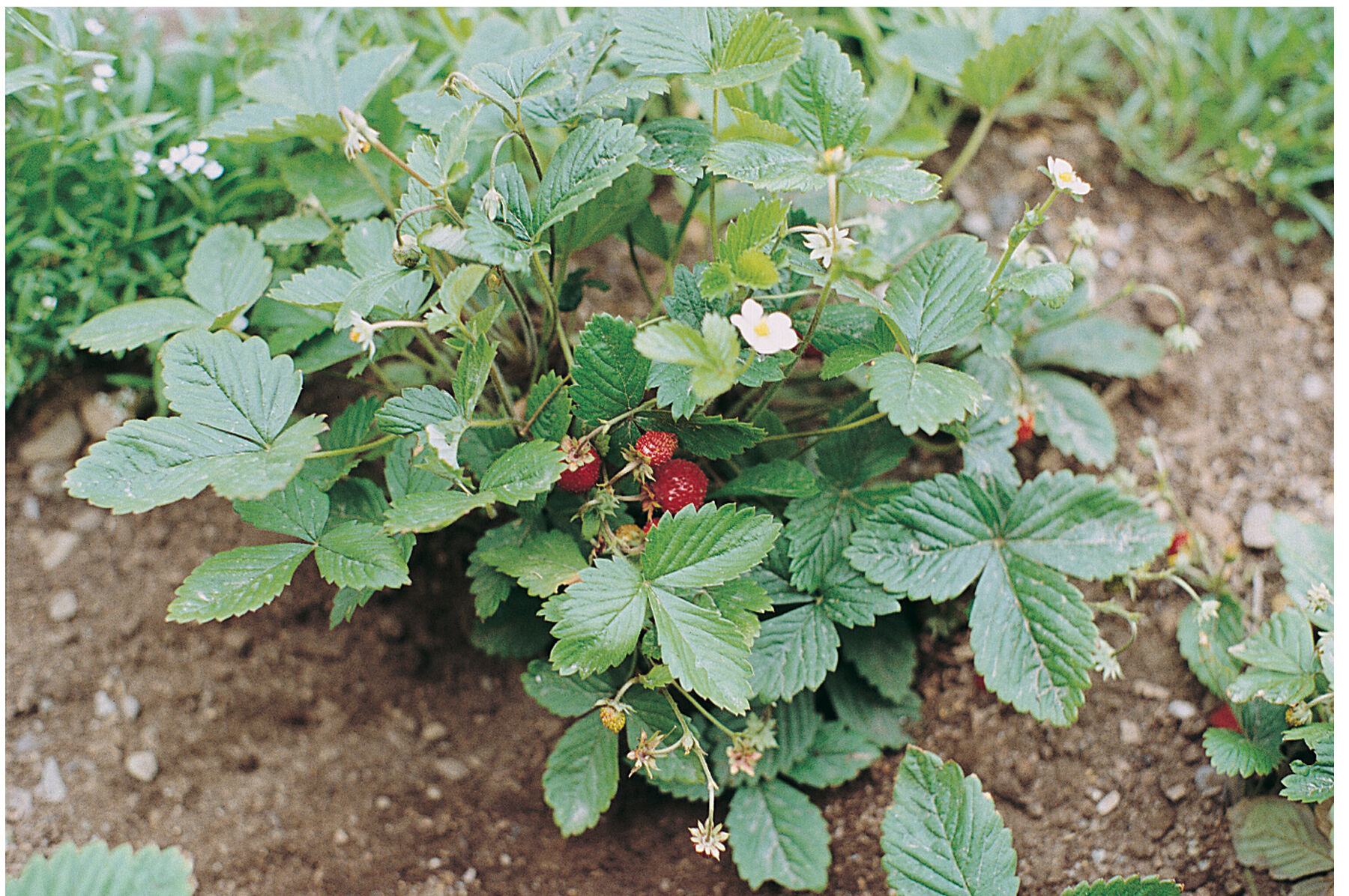 Alexandria Strawberry Seeds
