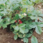 Alexandria Alexandria Strawberry Seeds