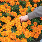 Bonanza™ Deep Orange French Marigolds