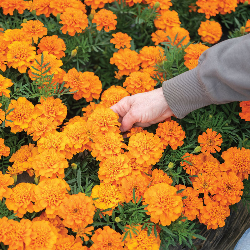 Bonanza™ Deep Orange French Marigolds
