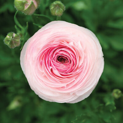 Romance™ Seine® Ranunculus
