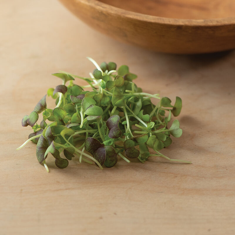 Mustard, Red Giant Microgreen Vegetables