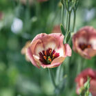 Pucchino Choco 3 Lisianthus