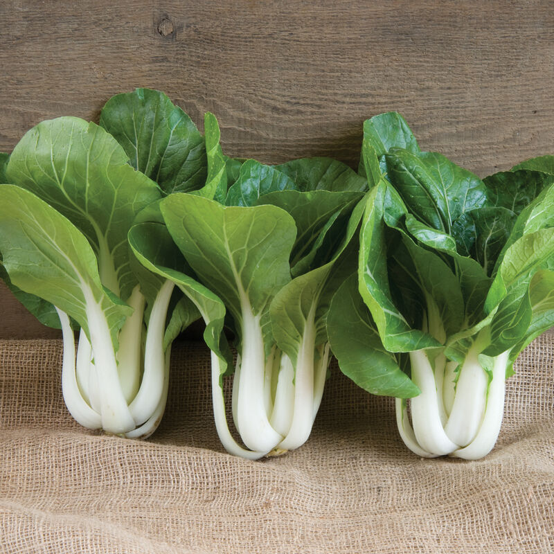 Win-Win Choi Pac Choi (Bok Choy)