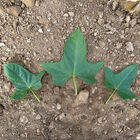 White Bonita Sweet Potatoes