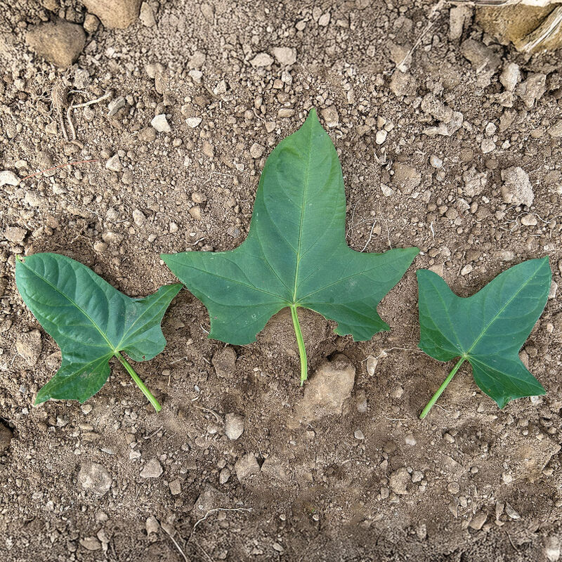 White Bonita Sweet Potatoes