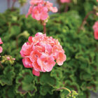 Maverick™ Salmon Geranium (Pelargonium)