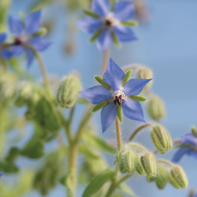 Borage Borage