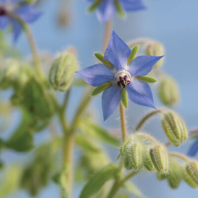 Borage Organic Herbs