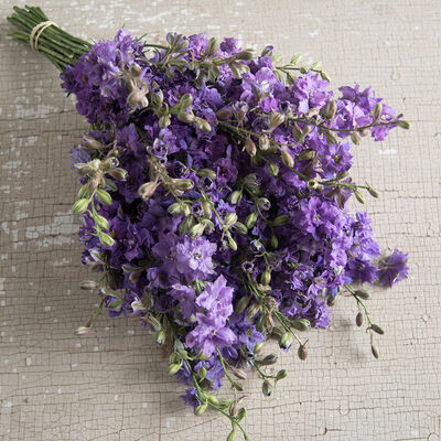 QIS™ Lilac Larkspur