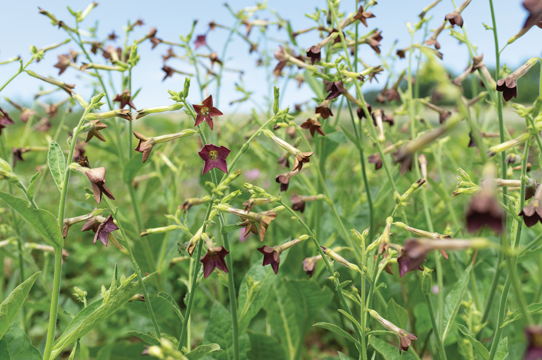 Bronze Queen Nicotiana