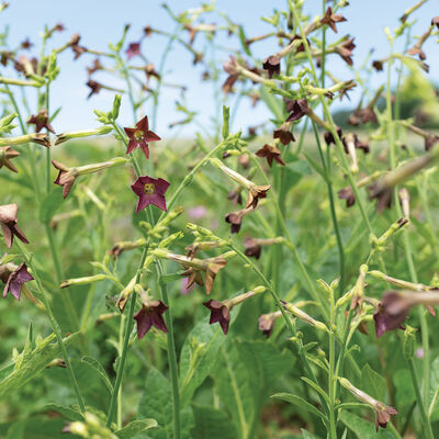 Bronze Queen Nicotiana