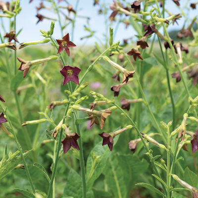 Bronze Queen Nicotiana