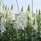 Legend™ White Snapdragon
