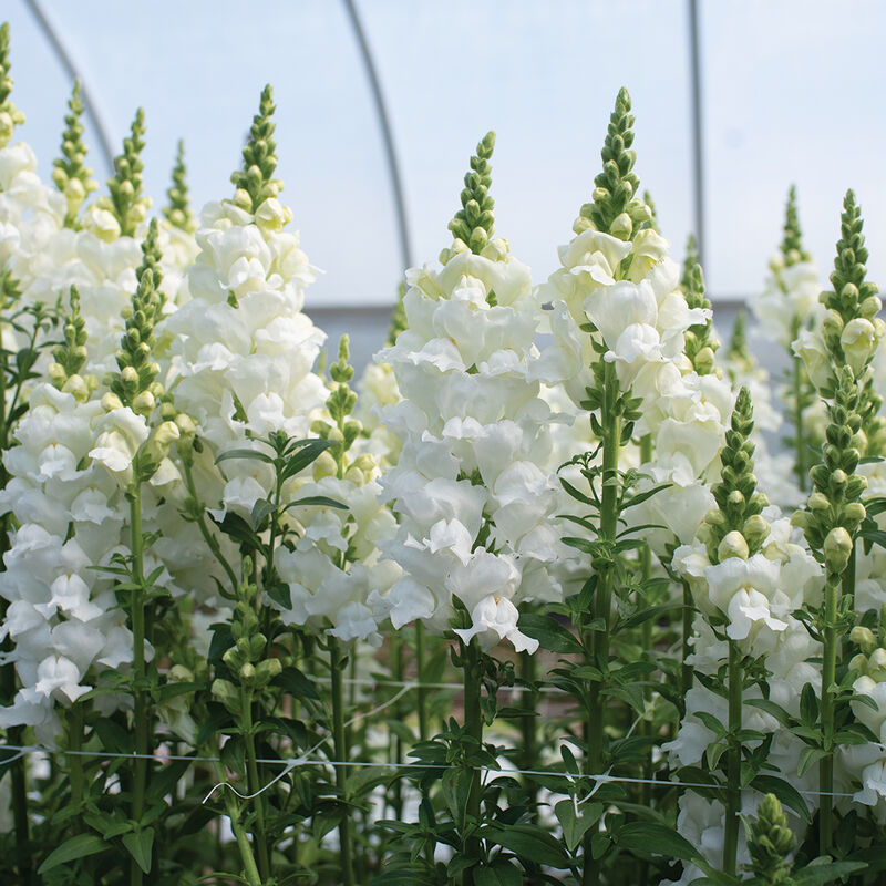 Legend™ White Snapdragon