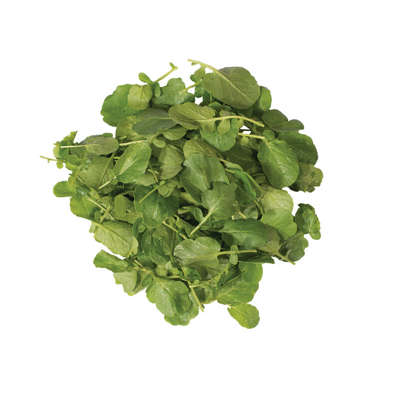 Cress Seeds - Creasy Greens