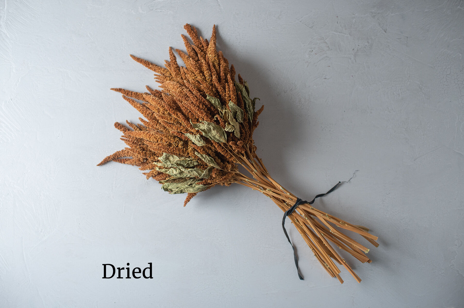 Hot Biscuits Amaranthus