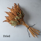 Hot Biscuits Hot Biscuits Amaranthus