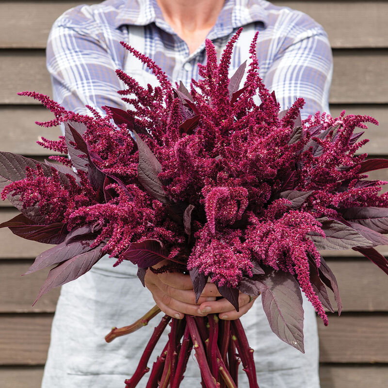 Velvet Curtains Amaranthus