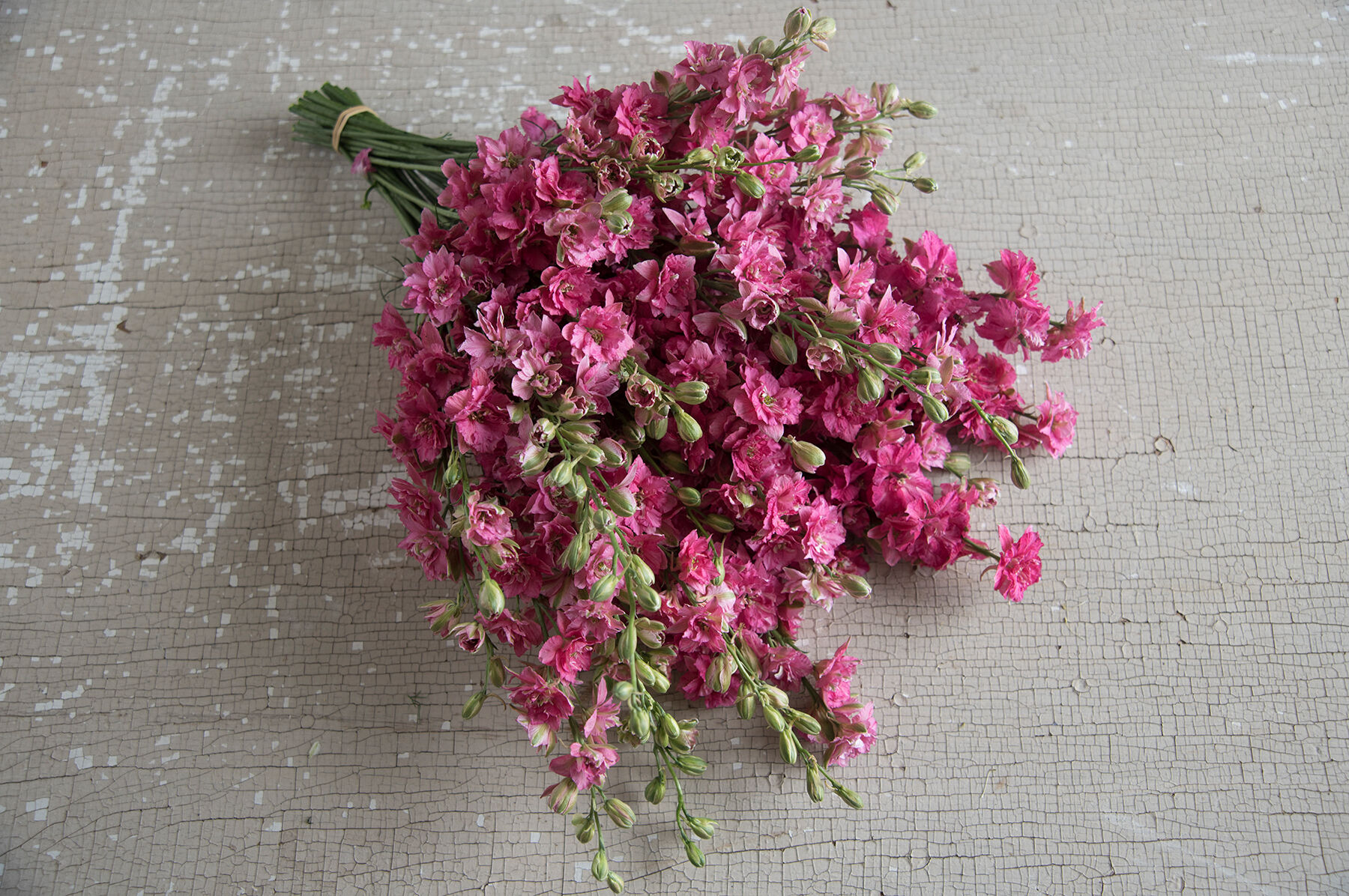 QIS&trade; Carmine Larkspur