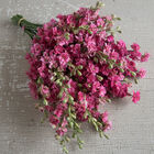 QIS™ Carmine QIS™ Carmine Larkspur