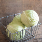 Typhoon Storage Cabbage