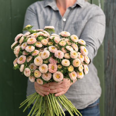 Matsumoto Apricot Aster