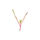 Beet, Bull's Blood Microgreen Vegetables