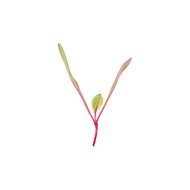 Beet, Bull's Blood Microgreen Vegetables