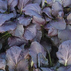 Red Kingdom Asian Greens
