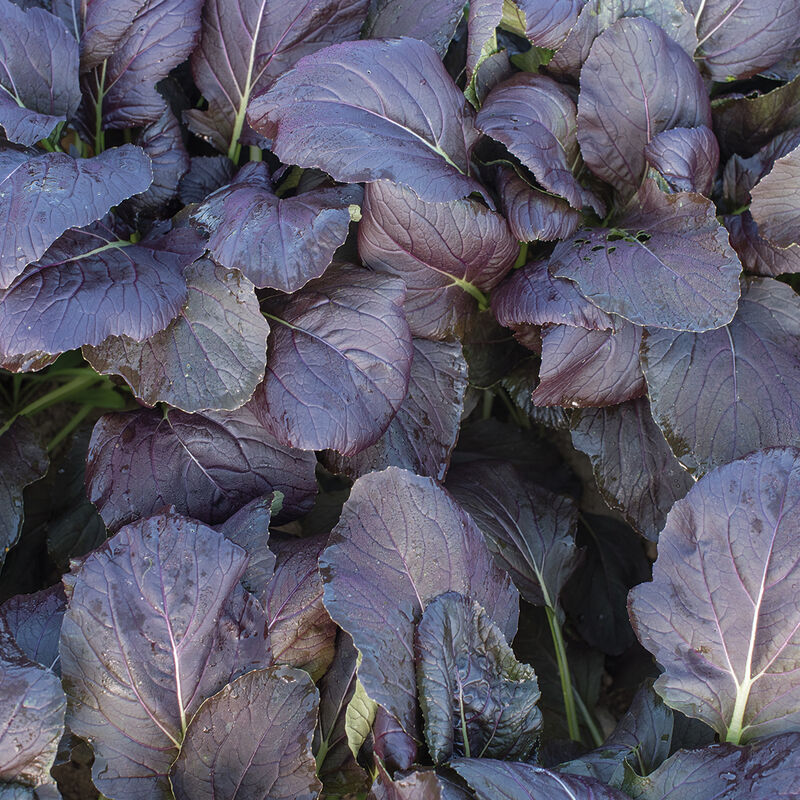 Red Kingdom Asian Greens