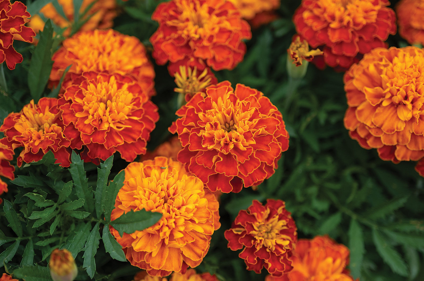 Red Flower Varieties | Johnny's Selected Seeds