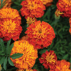 Bonanza™ Harmony French Marigolds