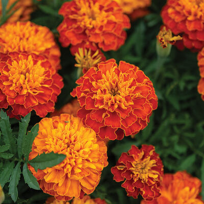 Bonanza™ Harmony French Marigolds