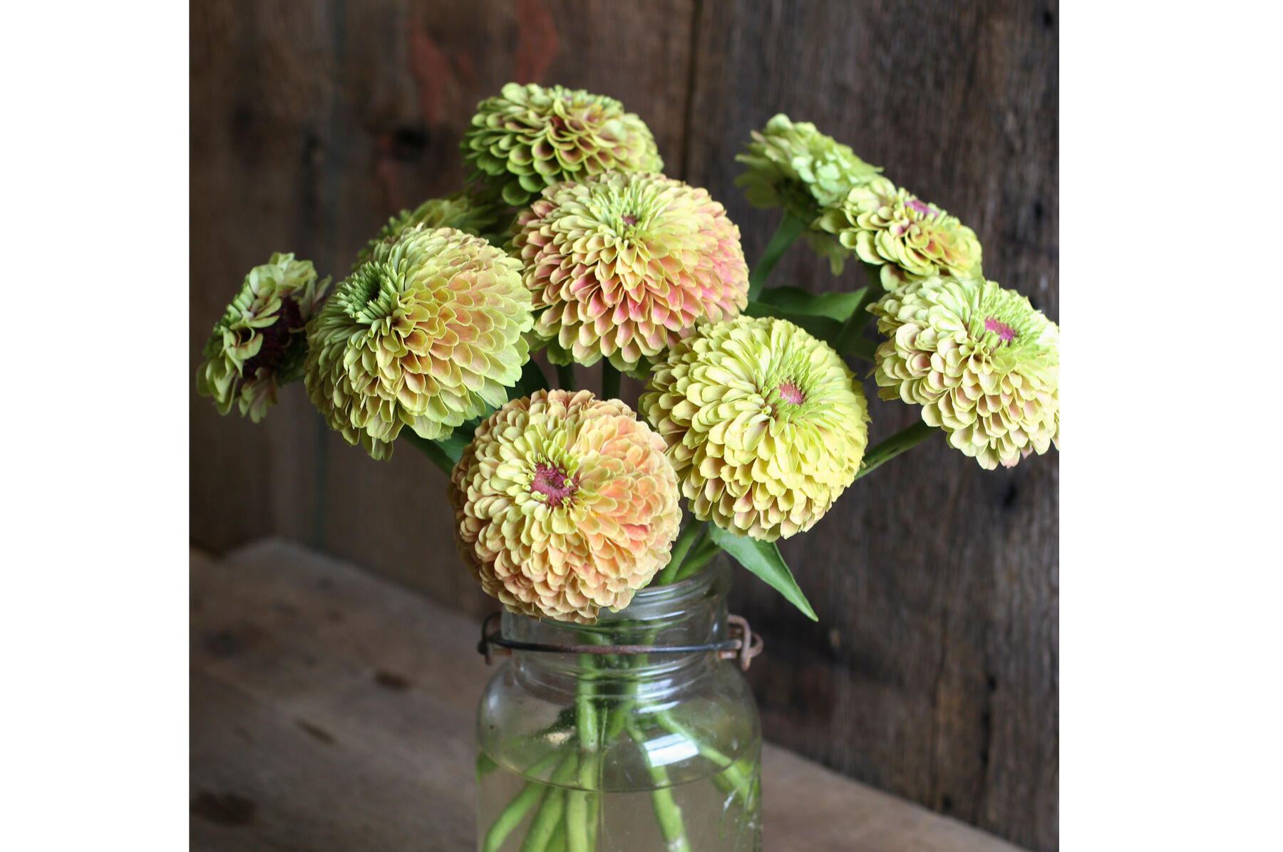 Queeny Lime with Blush Zinnias