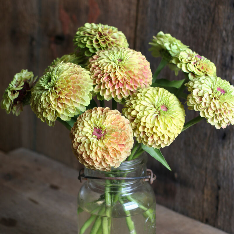 Queeny Lime with Blush Zinnias