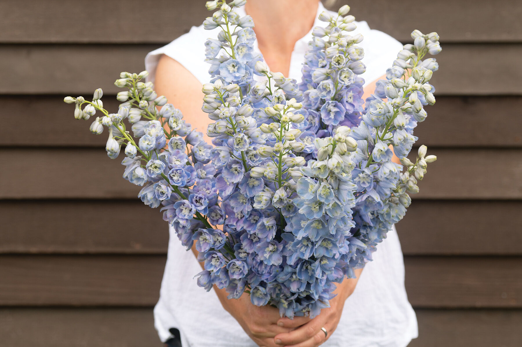 Guardian Lavender - (F1) Delphinium Seed | Johnny's Selected Seeds