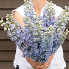 Guardian Lavender Delphinium
