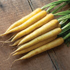 Amber Colored Carrots