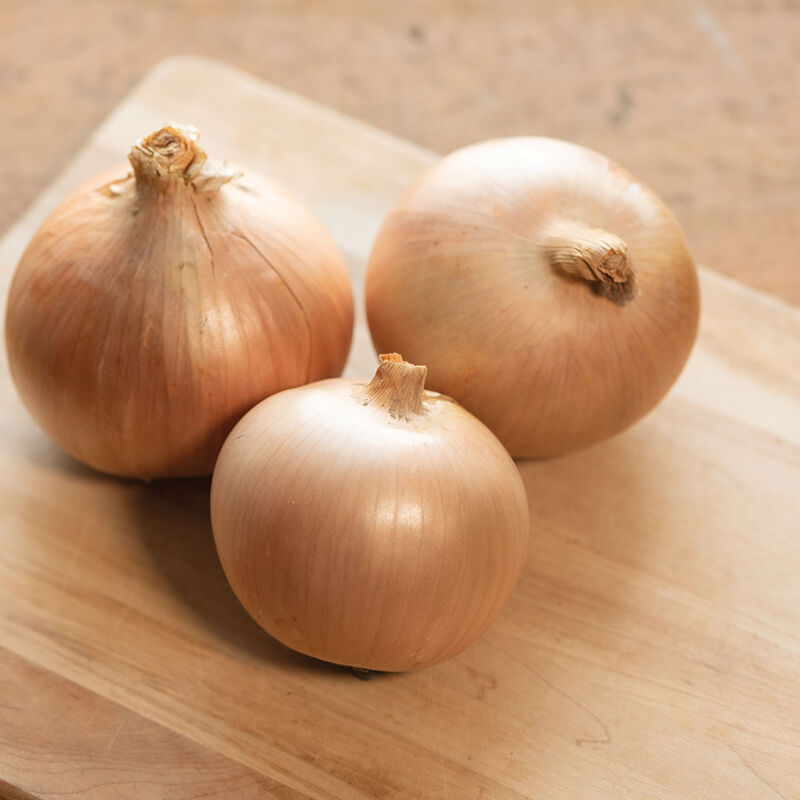 Calibra Full-Size Onions