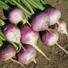 Purple Top Forage Turnips Turnips (Forage)