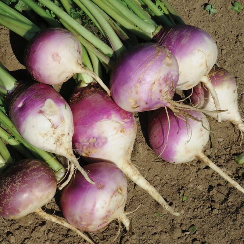 Purple Top Forage Turnips Turnips (Forage)