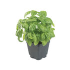 Prospera® Italian Large Leaf DMR (ILL2) Italian Large Leaf Basil