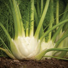 Preludio Fennel