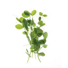 Field Pea Shoots