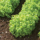 Green Saladbowl Oakleaf Lettuce